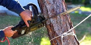 Reliable Ridgeland, MS Tree Care Solutions