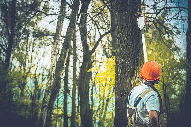 How Our Tree Care Process Works  in  Ridgeland, MS