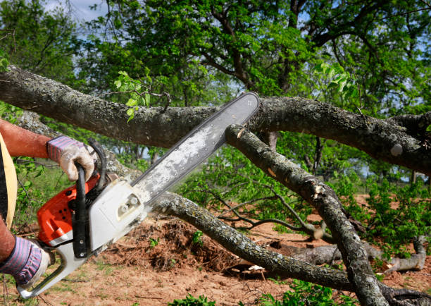 Best Seasonal Cleanup (Spring/Fall)  in Ridgeland, MS